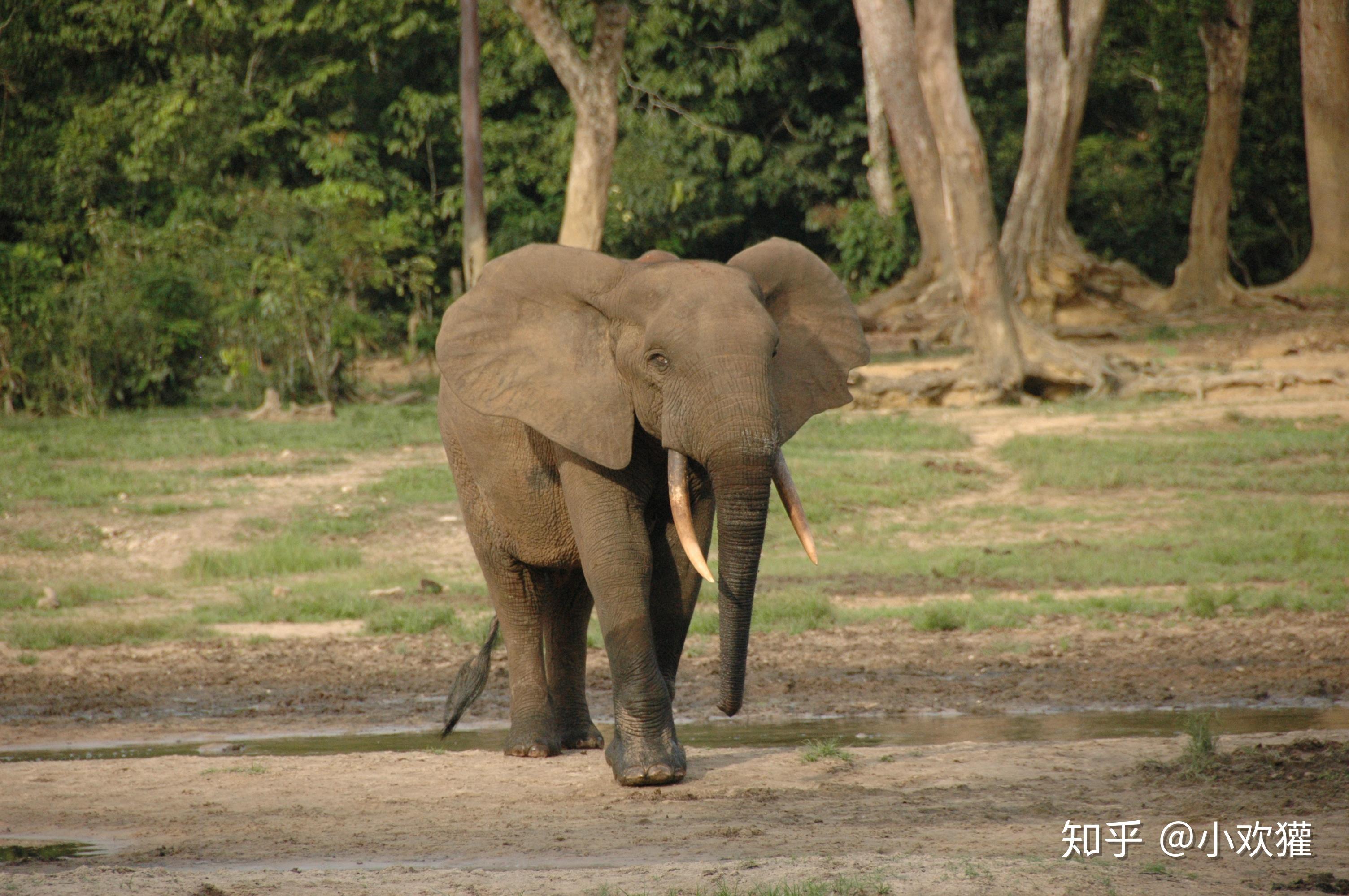 非洲大象与亚洲大象有什么区别