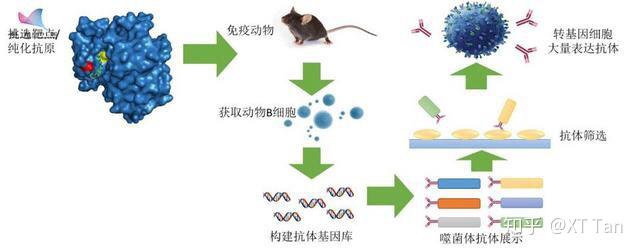 星空综合体育视频]转基因克隆制荧光”(图1)