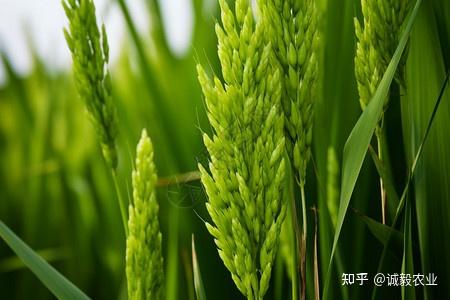 小麦拌种 - 知乎