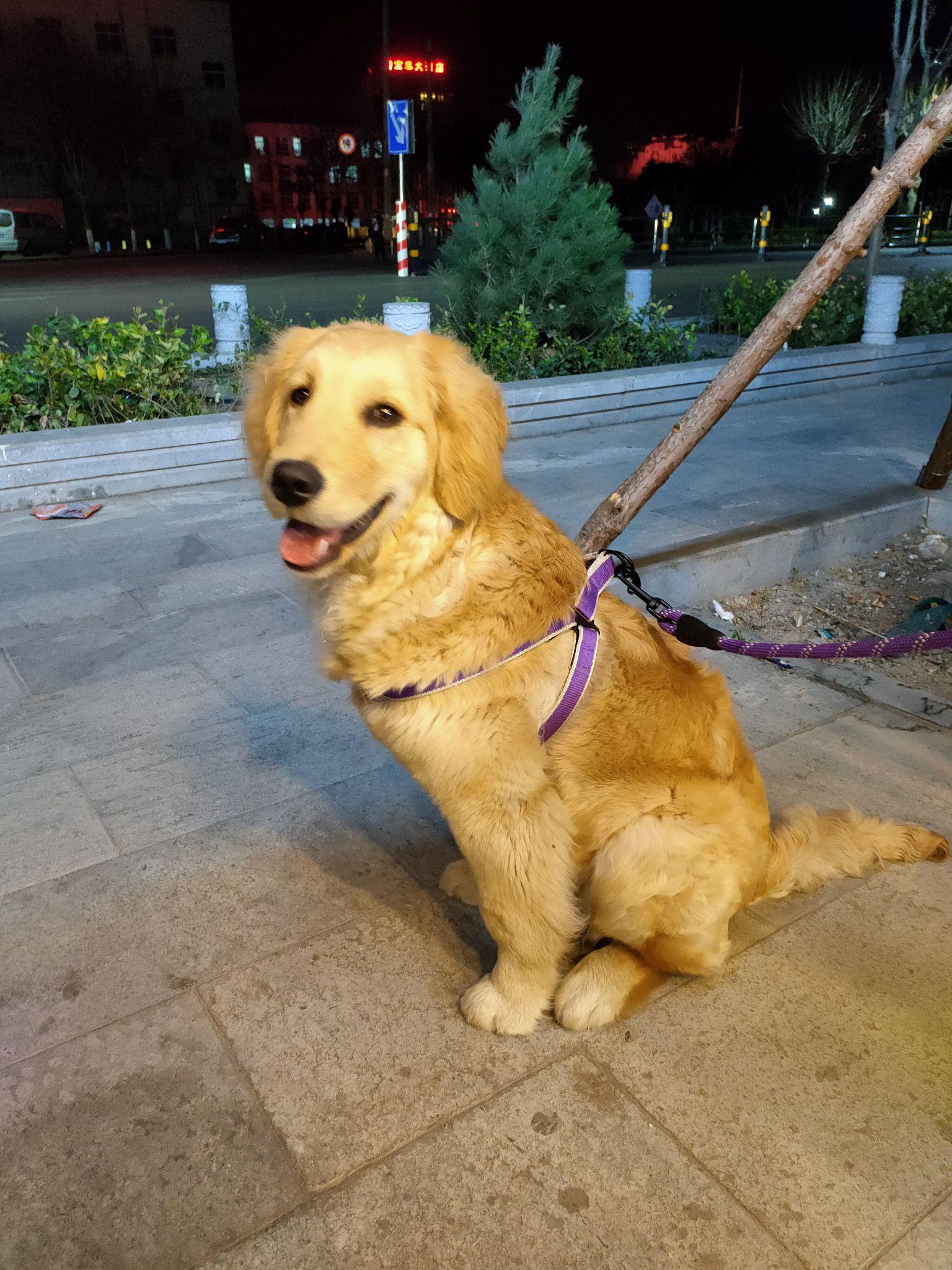 金毛一个月大的时候可以带他出去溜溜吗?