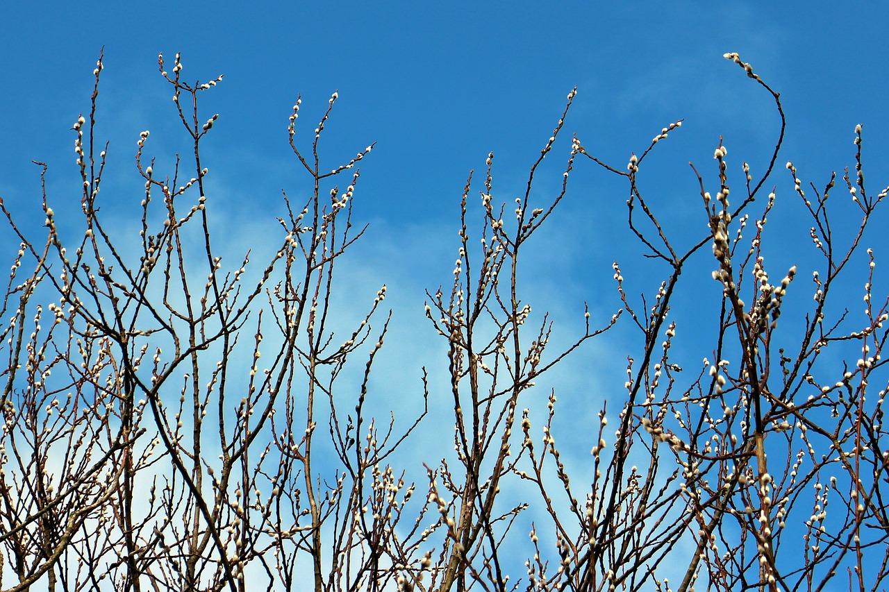 吴江柳絮花园最大面积