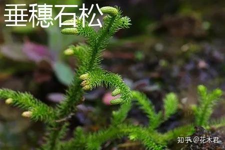 蕨类植物|石松的鉴赏与养护 - 知乎