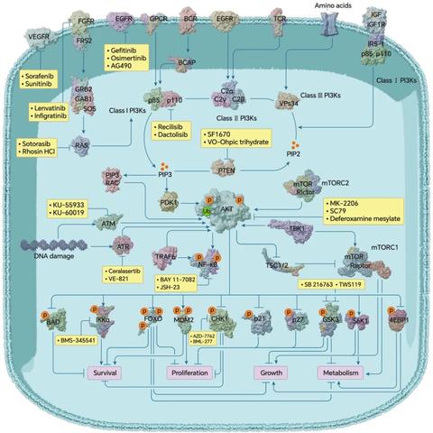 PI3K/AKT/mTOR信号通路 - 知乎