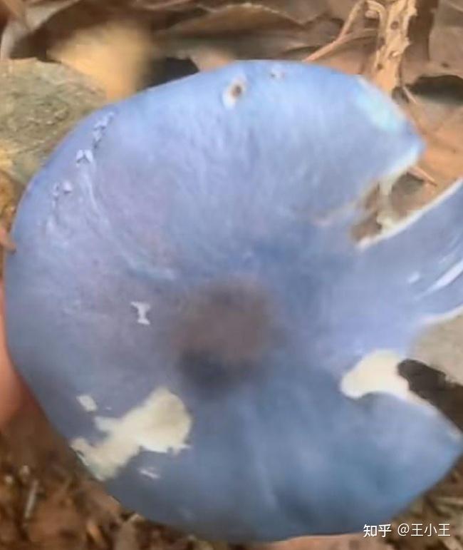 这种蓝色的蘑菇是有毒的吗?