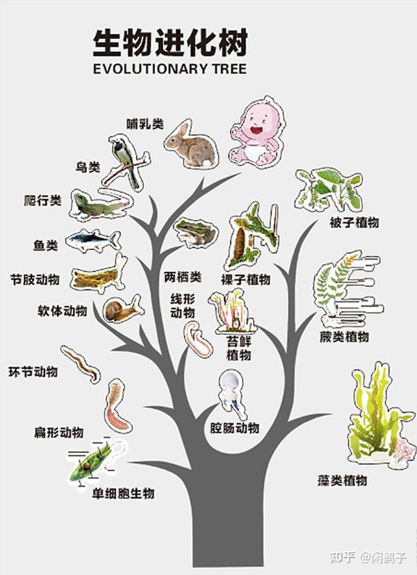 微生物进化树图片