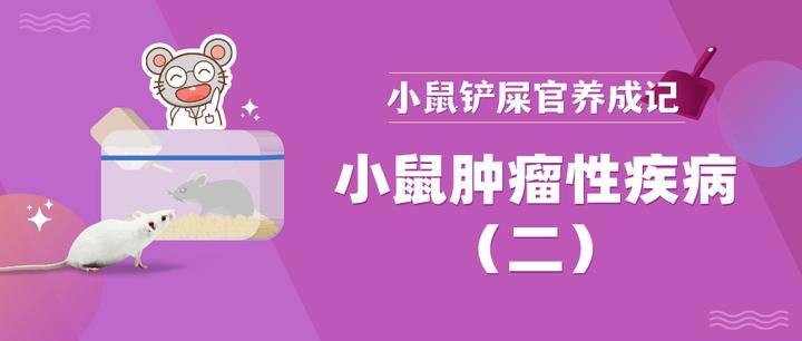 论鼠类同胞们“水深火热”的生活...... - 知乎