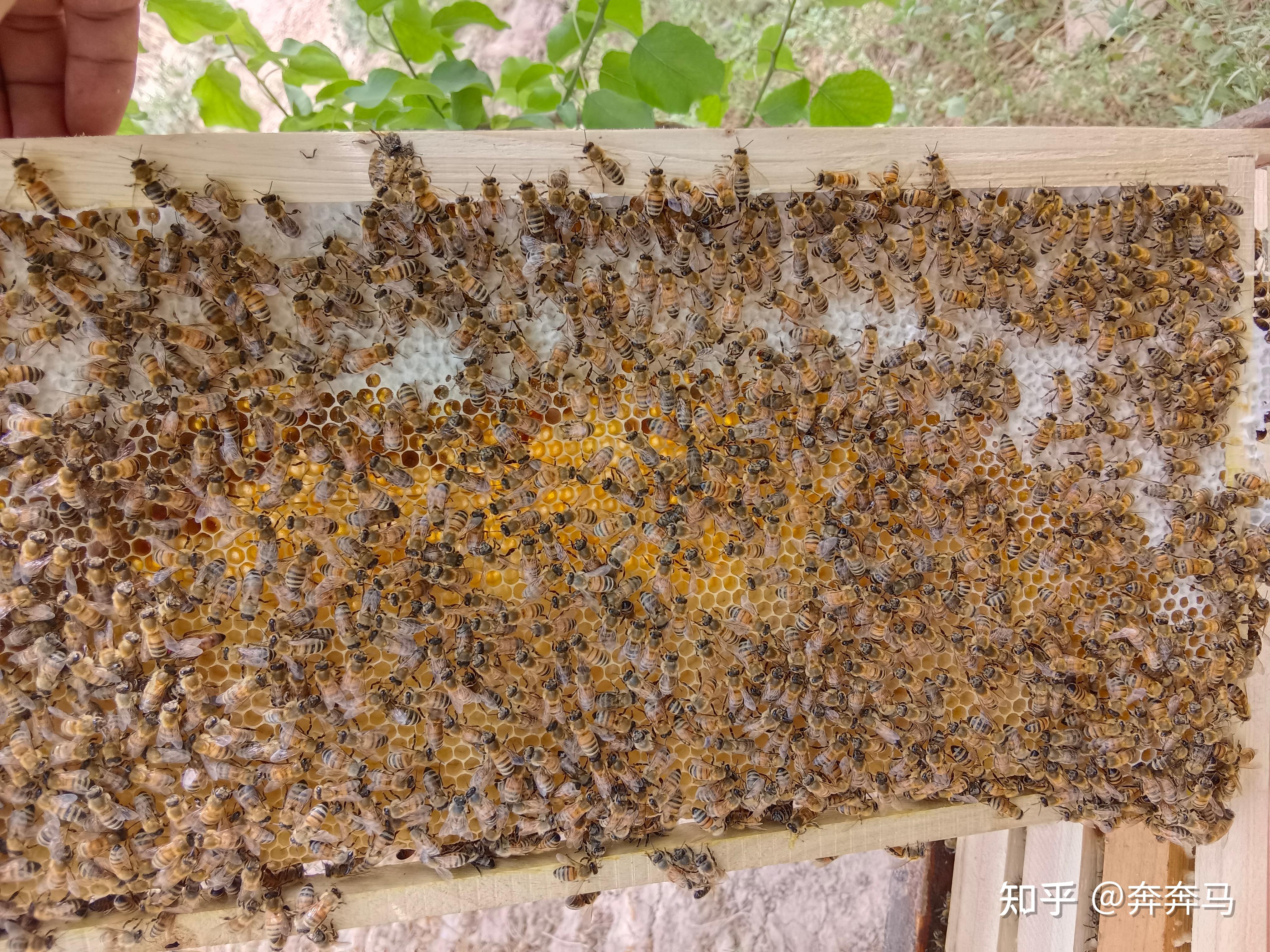 昨晚梦见蜜蜂和蜜蜂窝(昨晚梦见蜜蜂和蜜蜂窝怎么回事)