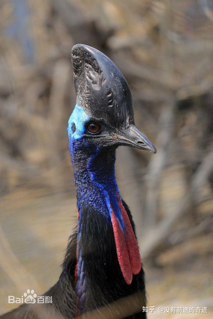 你知道有哪些神奇的飞禽?鸟类?