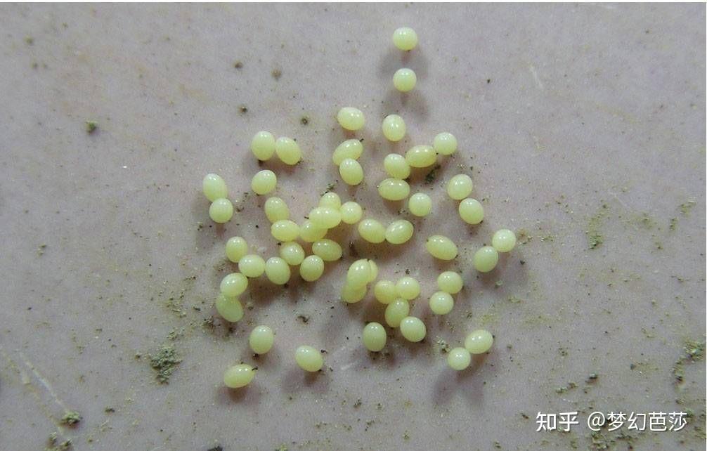 蠼螋,俗称耳夹子虫,剪刀虫,英文叫做earwigs - 知乎