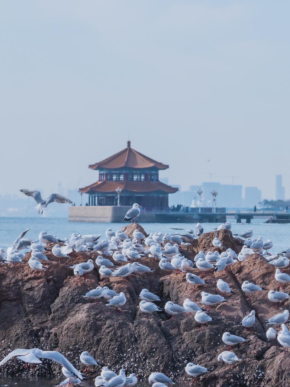 日照,青岛,烟台,威海中哪个城市的海景最美? - 知乎
