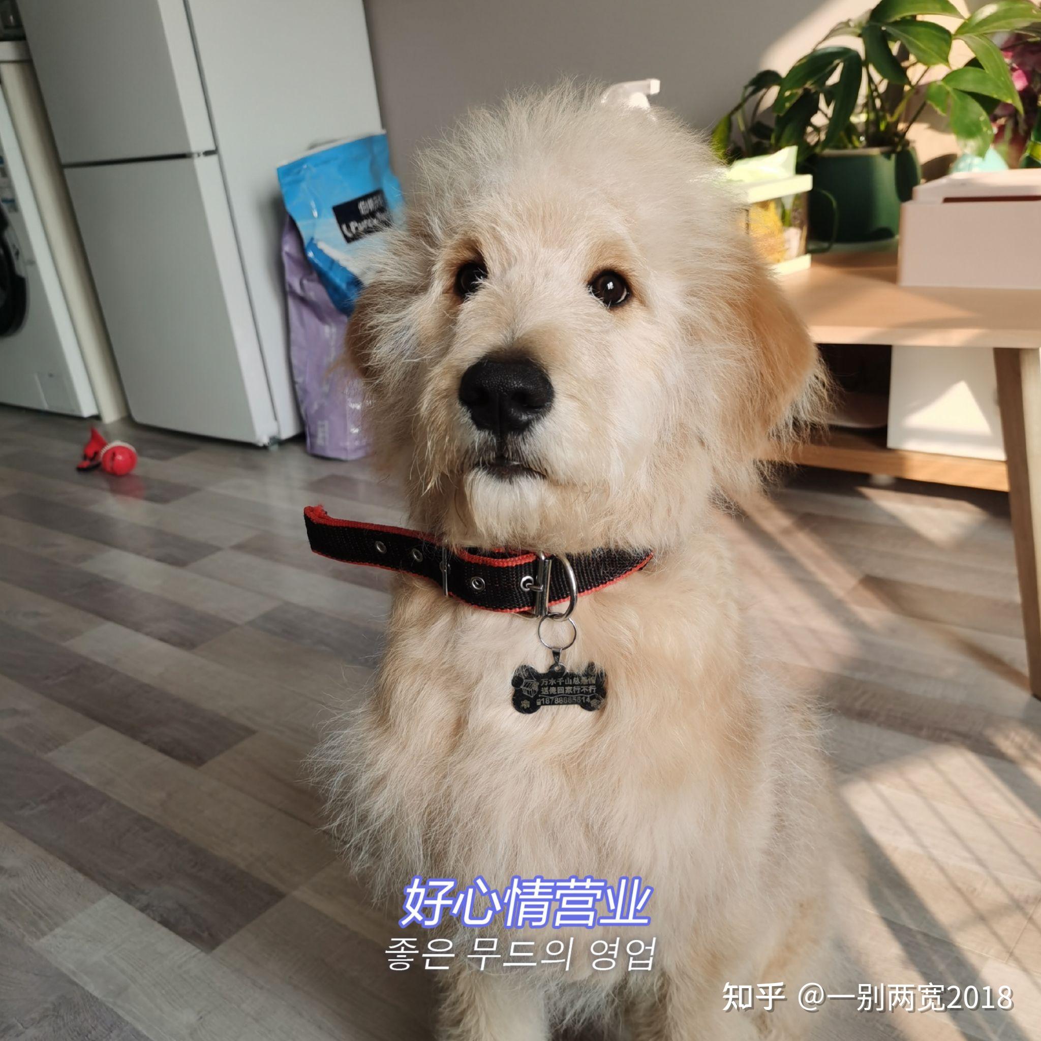 请问金毛巨贵串狗狗要如何美容? - 知乎