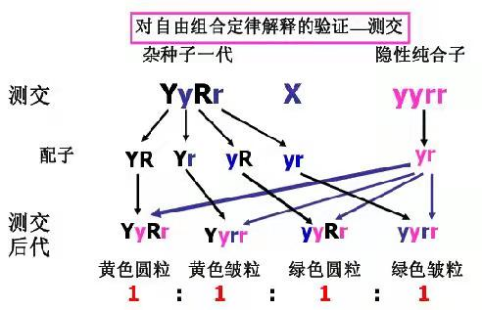 孟德尔豌豆实验中自交测交与杂交有何区别这些名词的