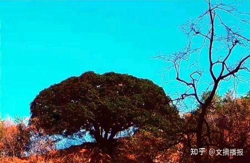 鸟桥.铁橿树神奇传说故事 - 知乎
