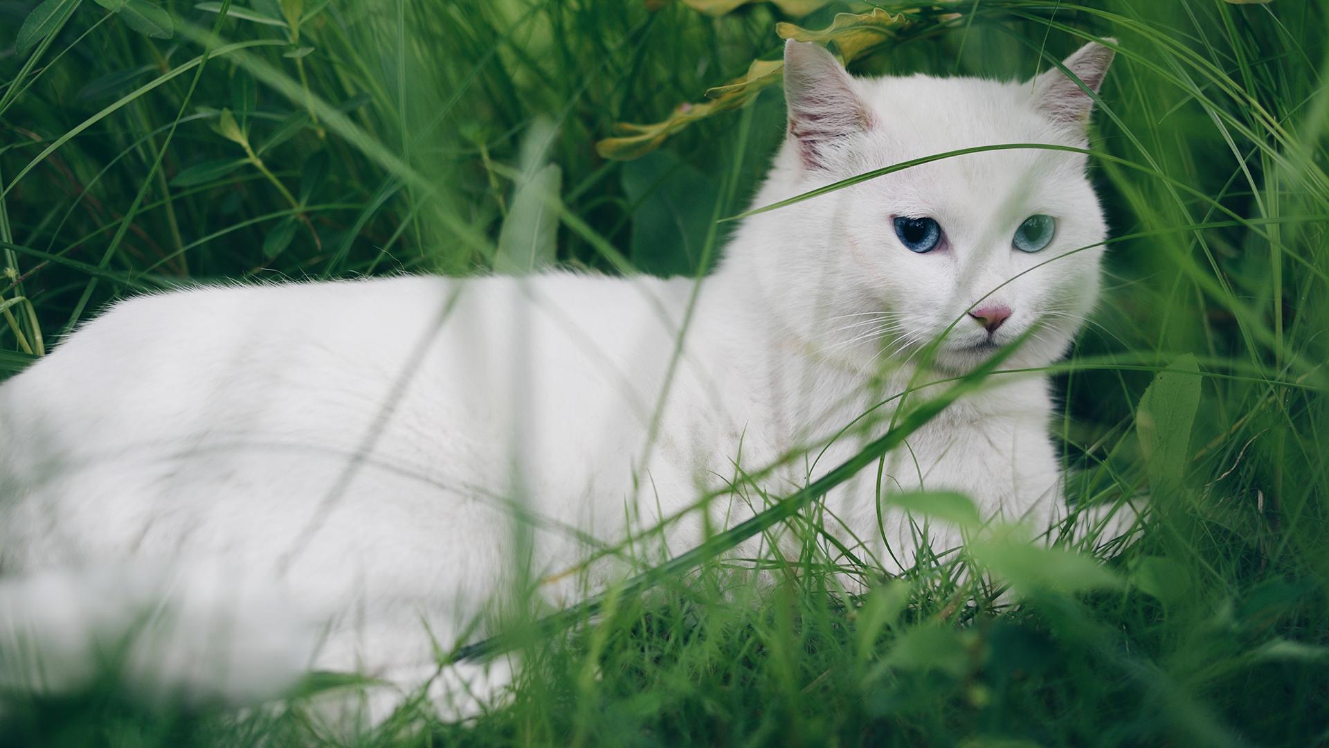 好看的猫图片壁纸图片