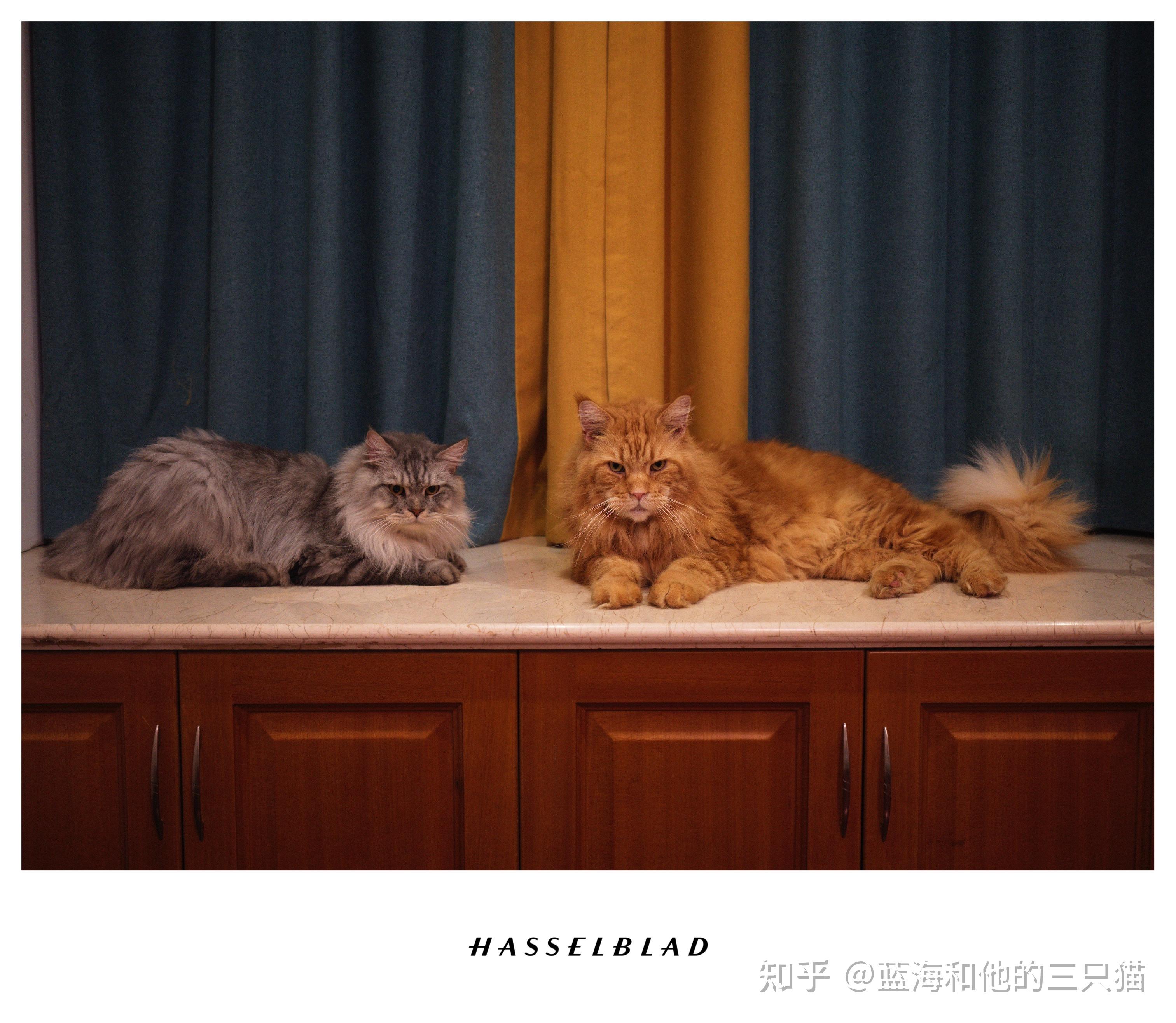 这只3500的布偶猫可以吗?