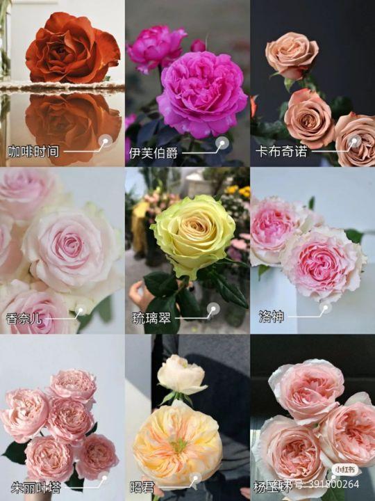 45种玫瑰品种大全北京花艺培训