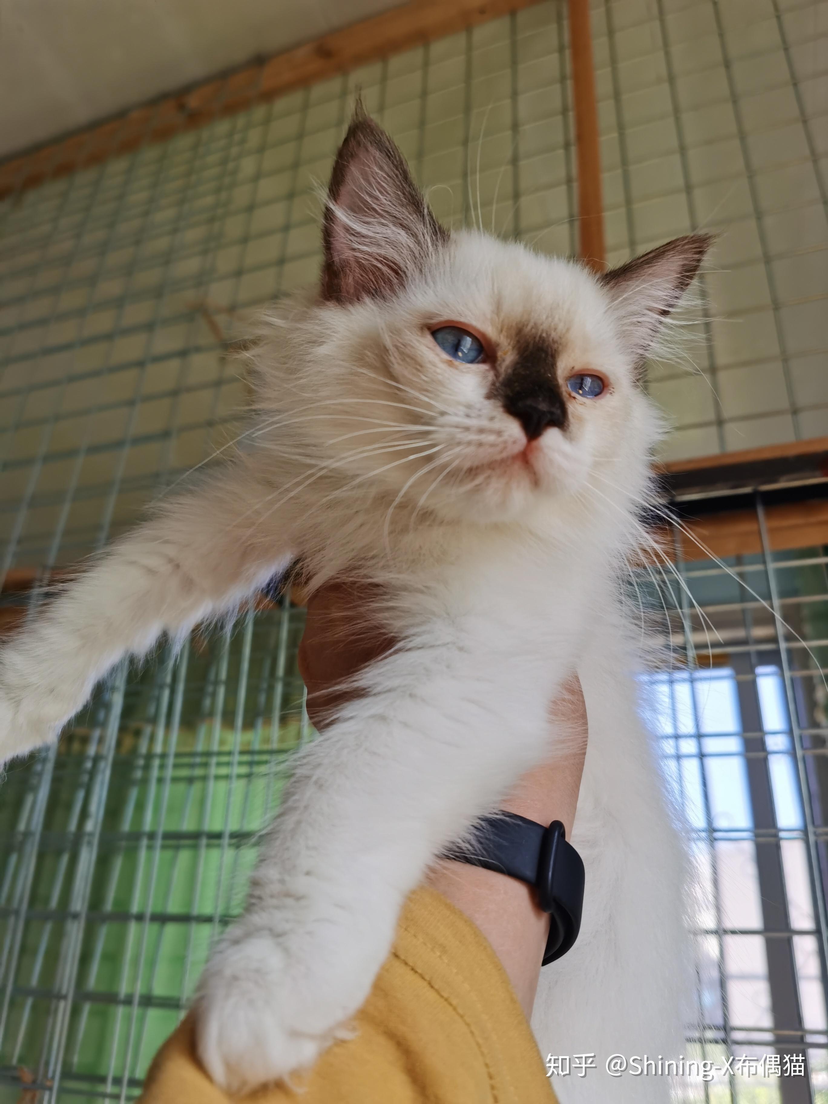 黑鼻子布偶不是重点色是失格吗? - 知乎