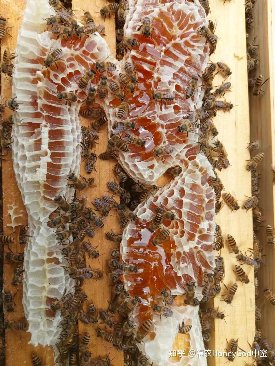 友友们,这是马蜂窝还是蜜蜂窝啊?