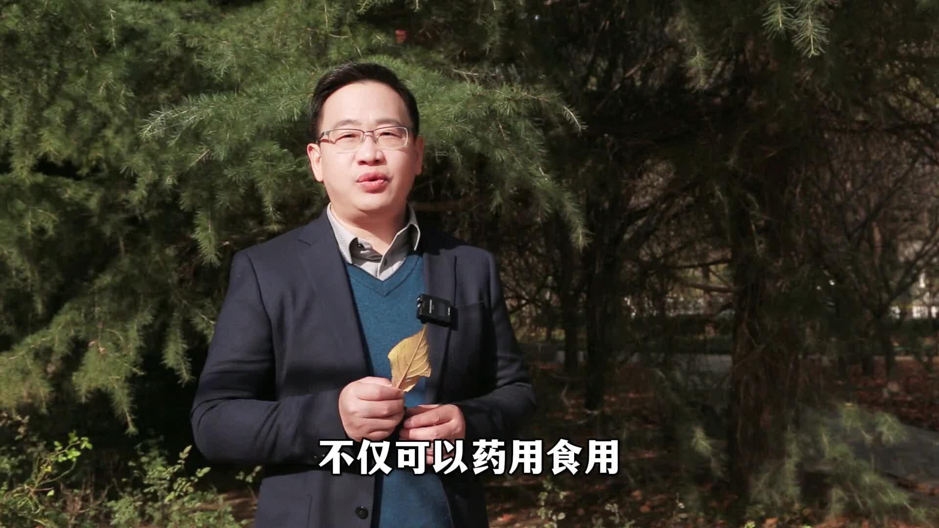 德懿堂李志忠经霜打后的桑叶可美容生发
