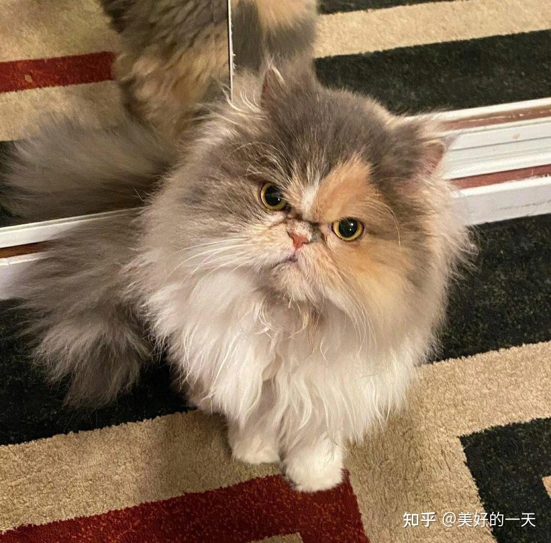 世界“十大名猫”,你认识几只? - 知乎