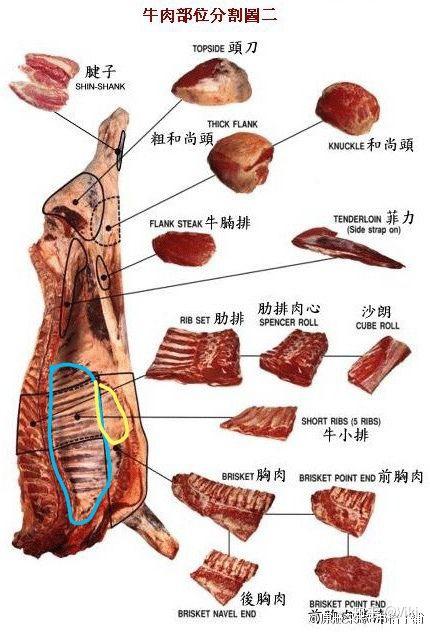 請問牛小排牛肋條牛短腹分別是哪個部位最好有示意圖