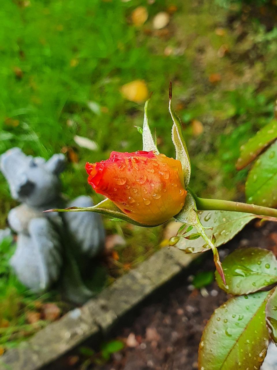 4. 春暖花开红玫瑰