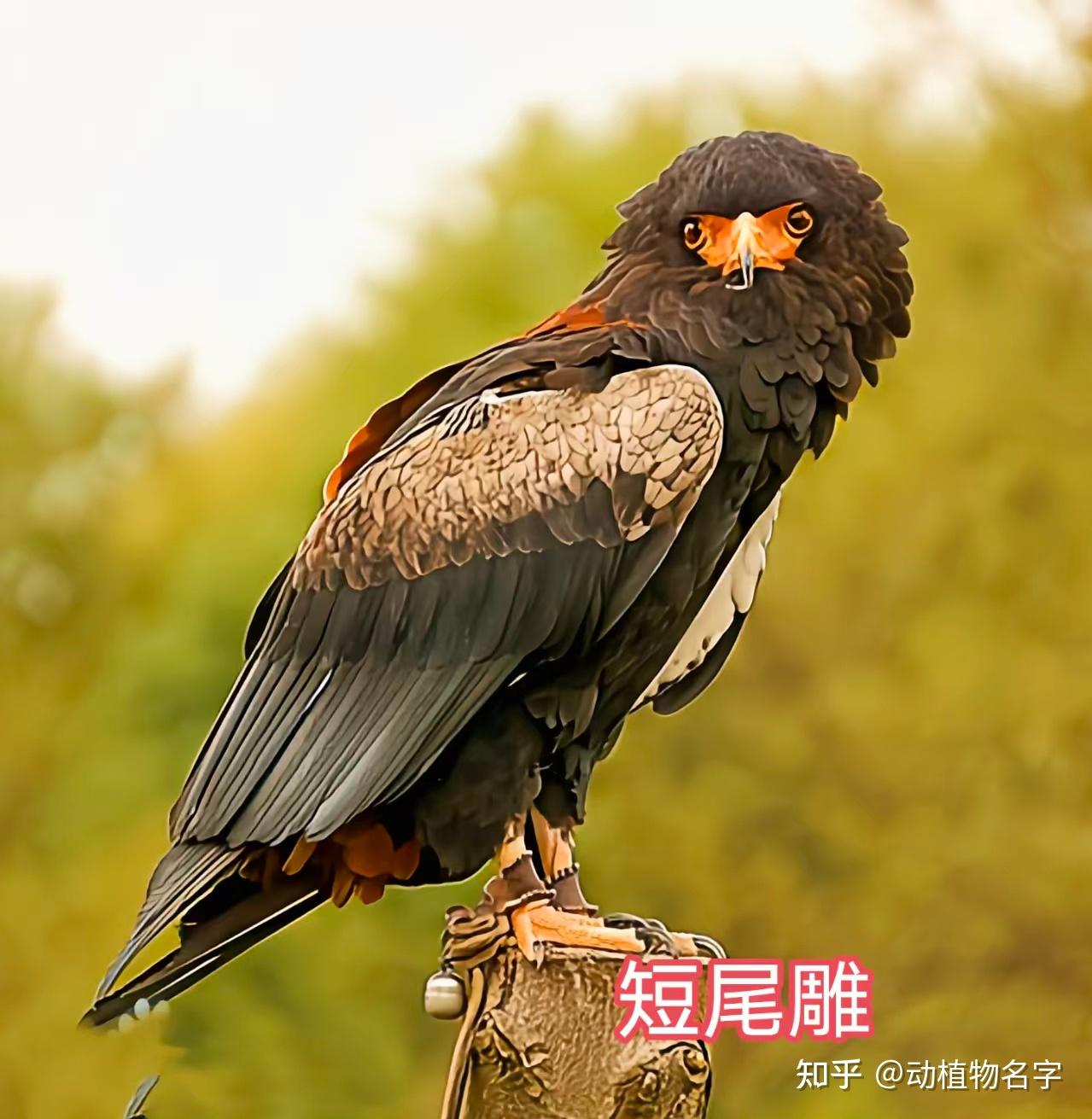 85图带您了解鹰科的鸟类,它们是苍穹之上的猛禽王者 - 知乎