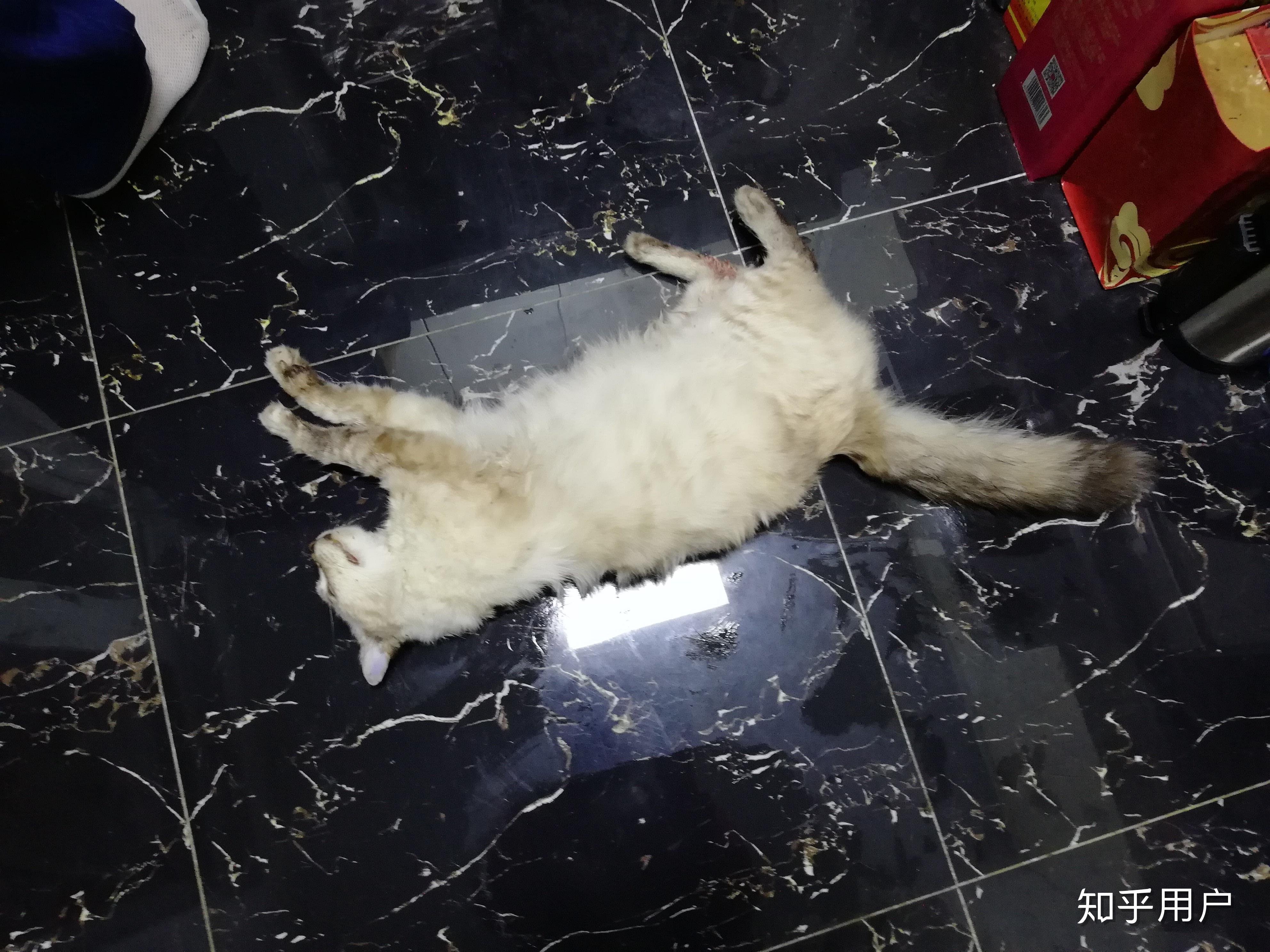 养了快一年的猫咪跳楼死了,我该怎么办? - 知乎