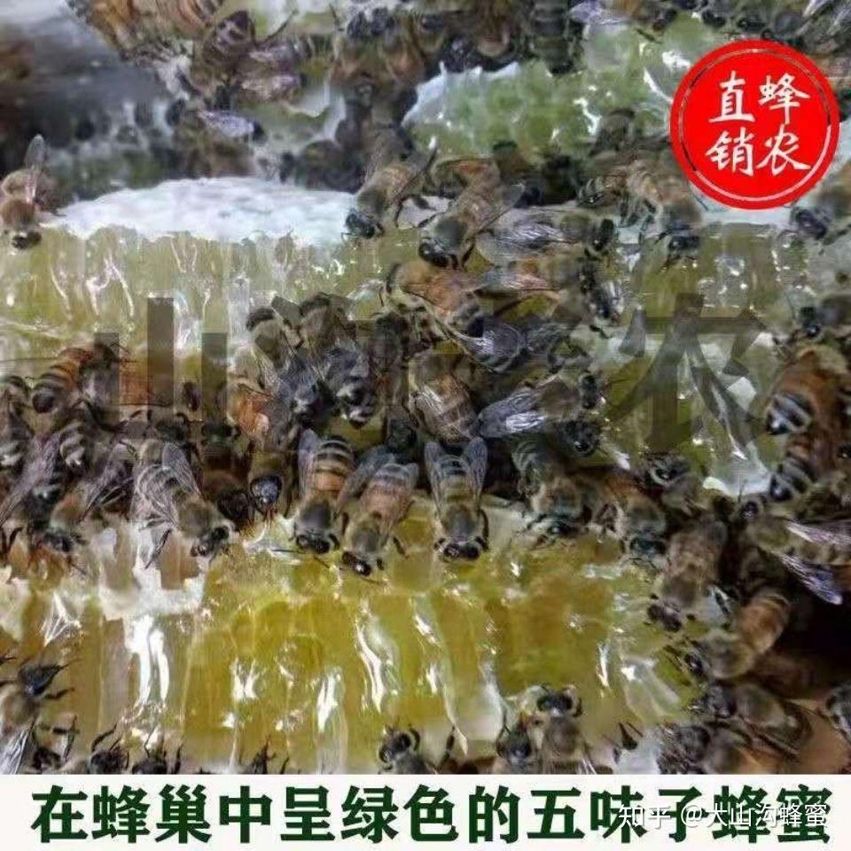 为什么多次无缘无故被蜜蜂追
