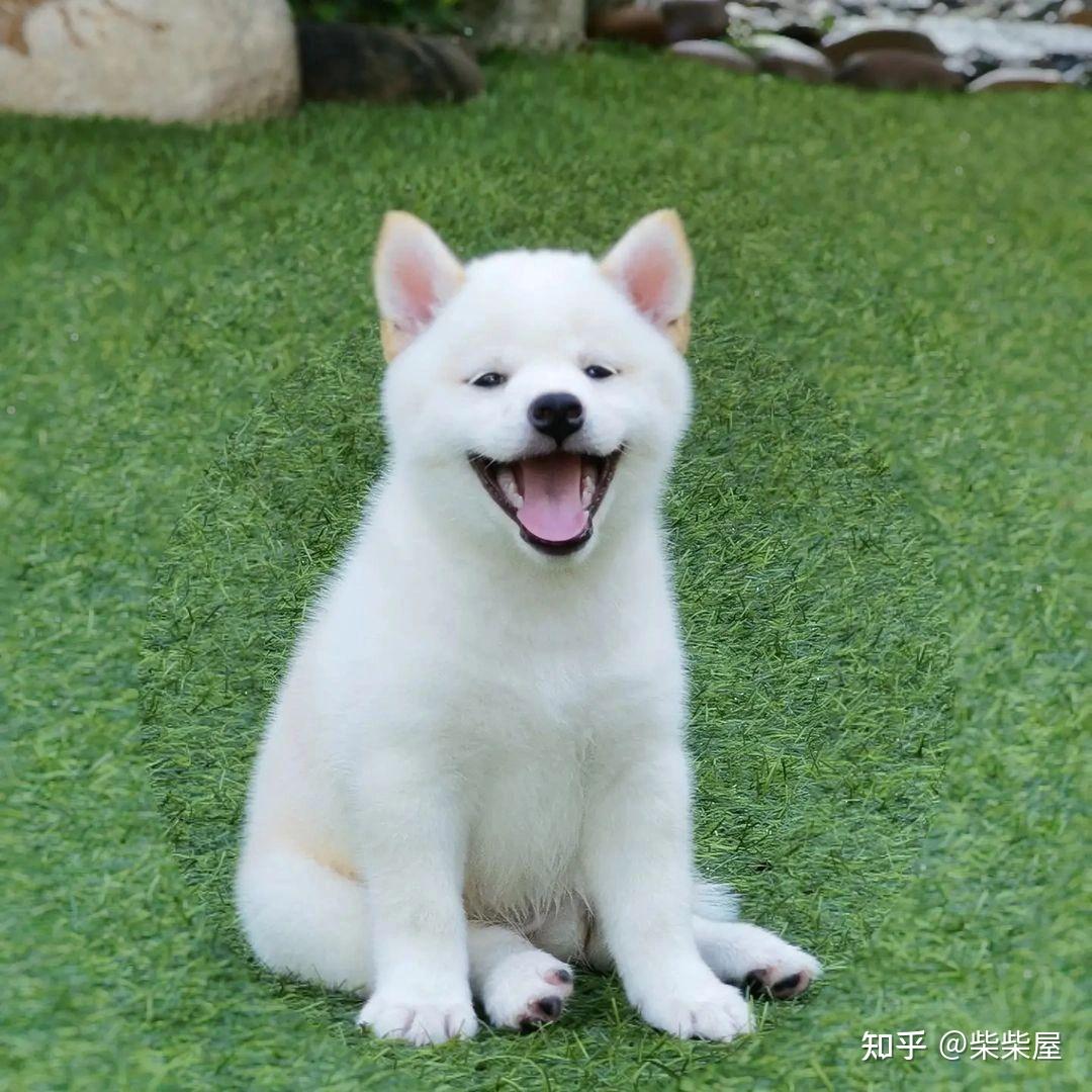 柴犬的价格是多少？你的预算够吗？ - 知乎