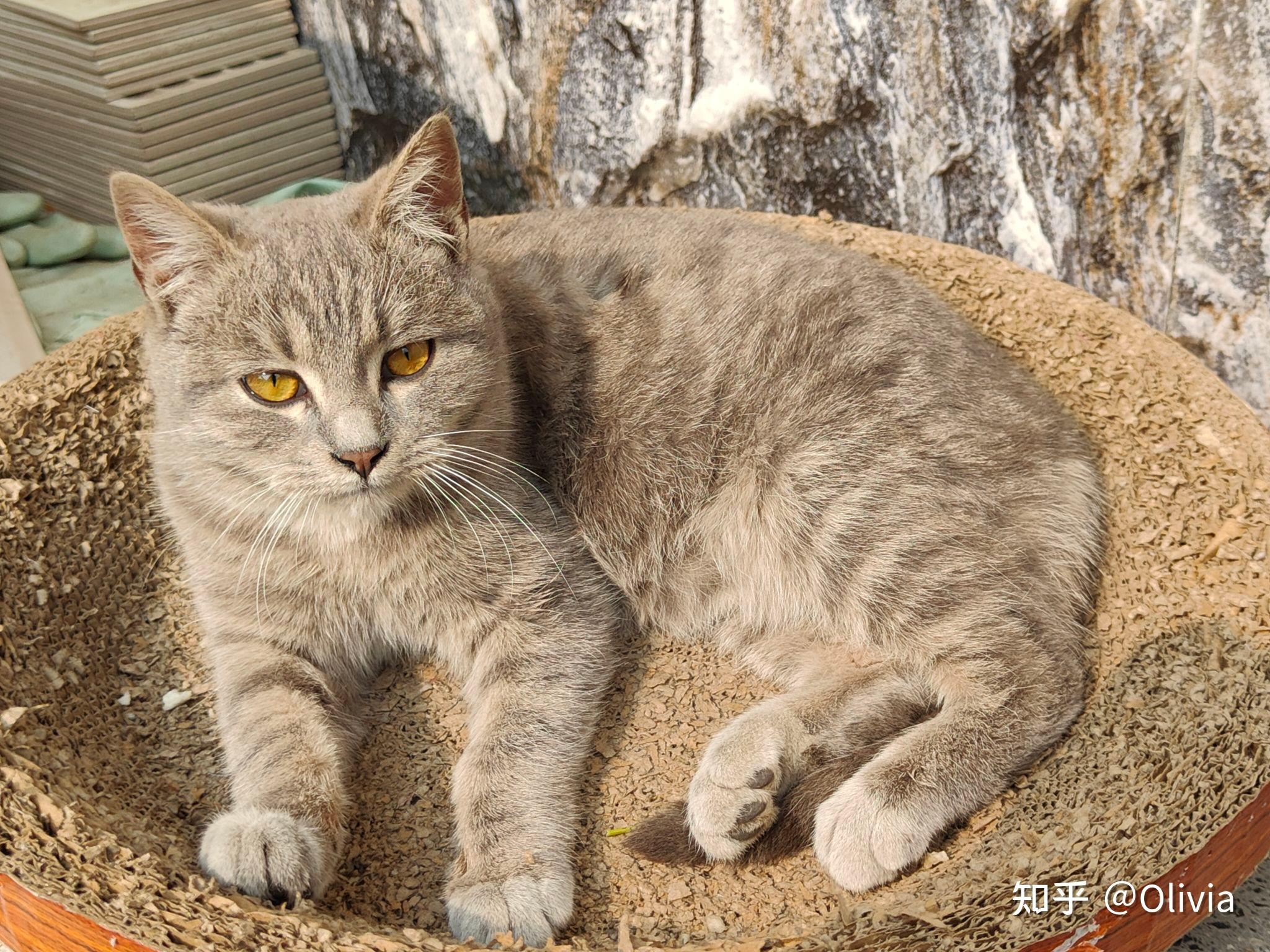 罕见灰狸花猫虎斑图片