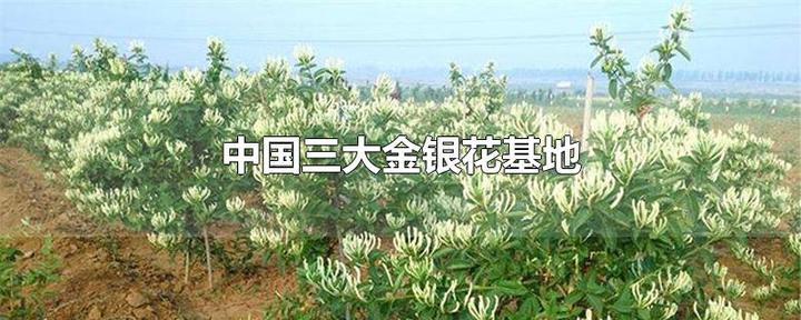 金银花的种植与效益