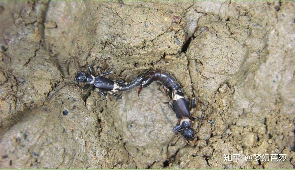 蠼螋,俗称耳夹子虫,剪刀虫,英文叫做earwigs - 知乎