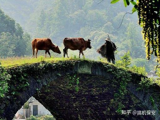 回答華為公司面試題一頭牛重800公斤一座橋承重700公斤問牛怎麼過橋