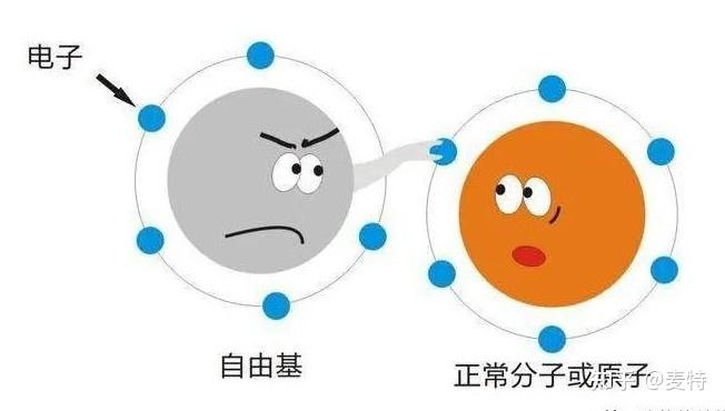 自由基是什么东西？ 清除身体里自由基的食物有哪些？ - 知乎