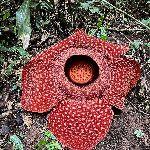 科学家苦寻 13 年发现全球罕见哈氏大王花，完全寄生无需光合作用，这种花为何这么罕见？还有哪些特点？