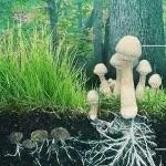 从山上采的蘑菇，蘑菇根上的泥弄下来之后，再拿回山上，第二天能出蘑菇吗？