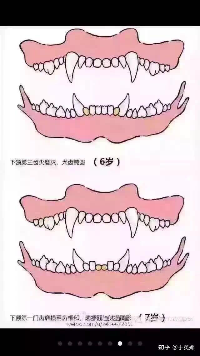 猫年龄牙齿对照表图片