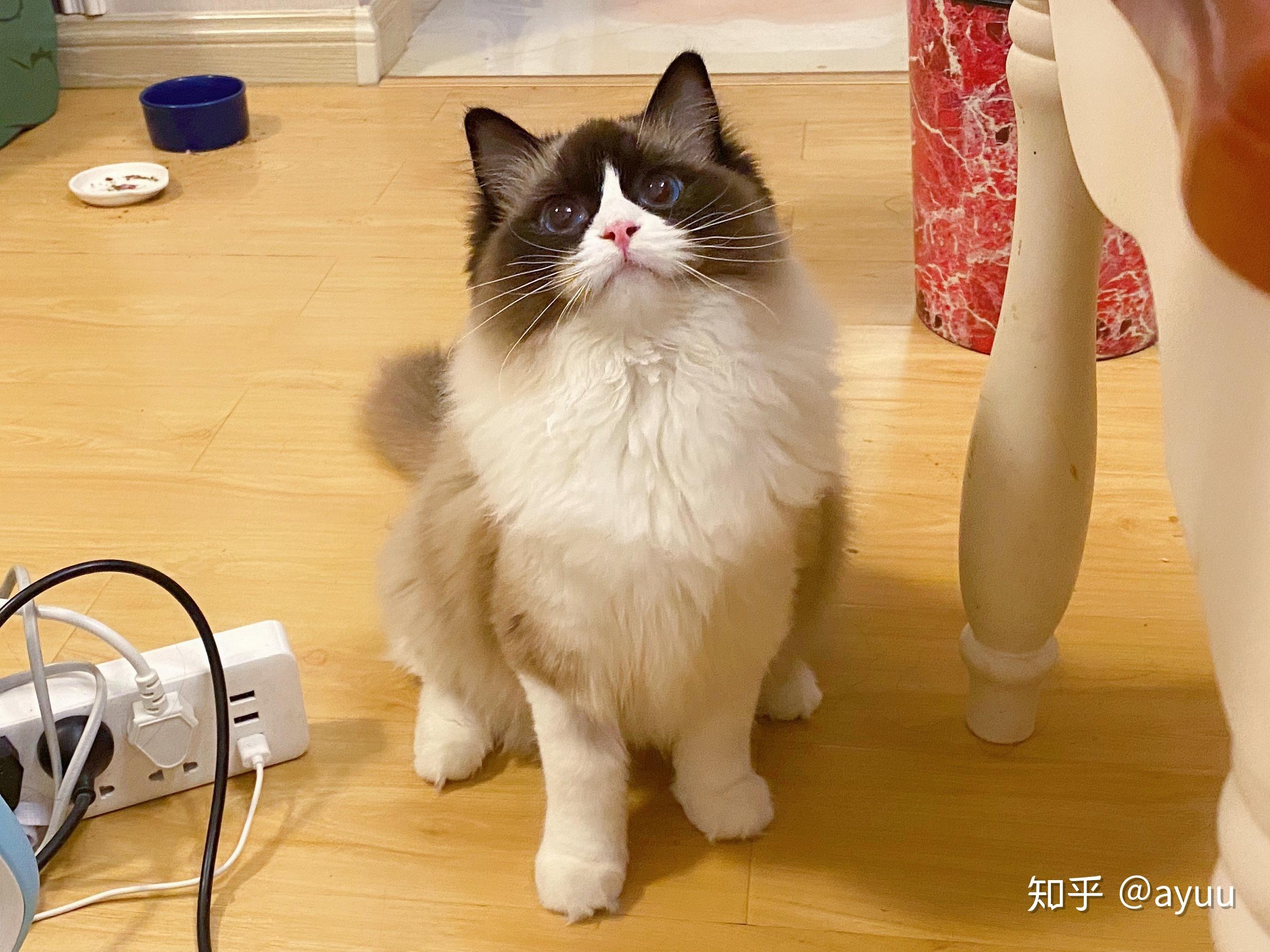 布偶猫面具开脸重要吗? - 知乎