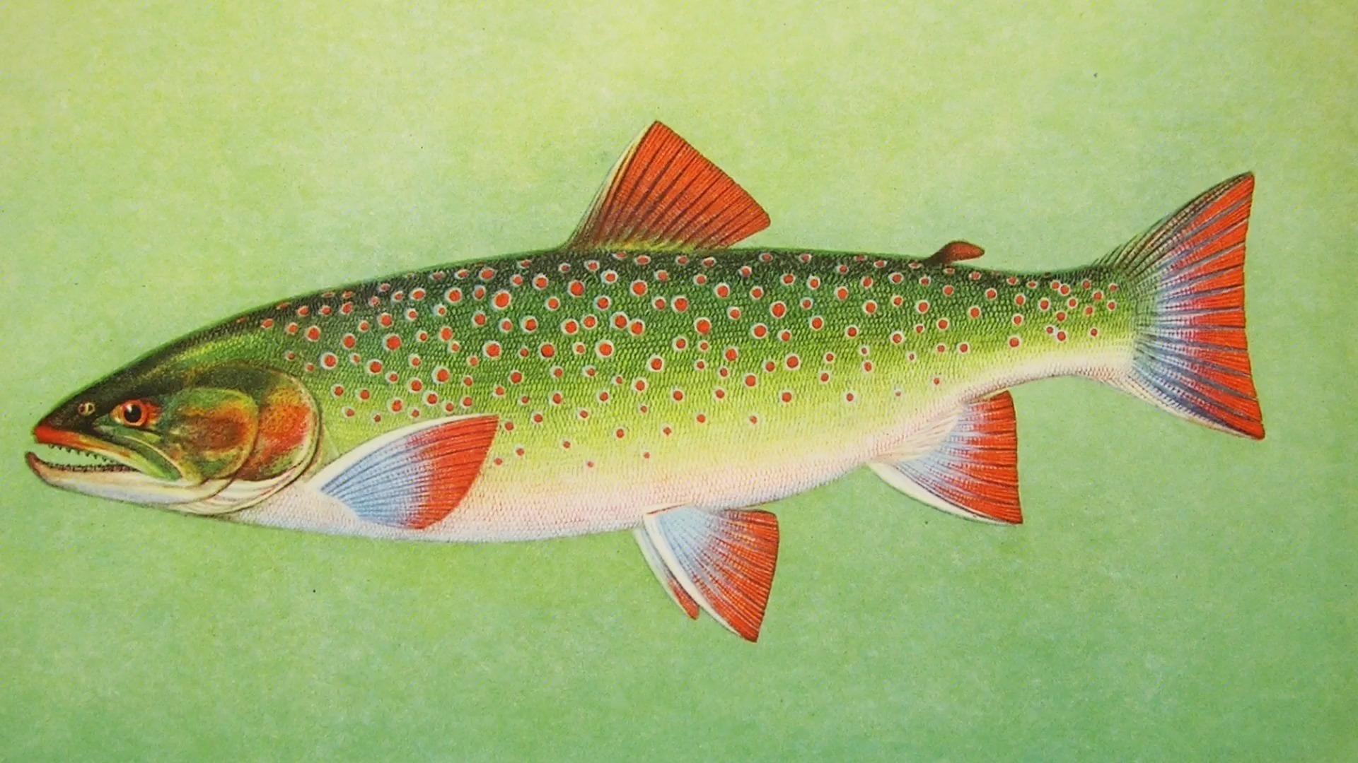 东北花里羔子鱼鱼不太大味道确是极好算是淡水珍品