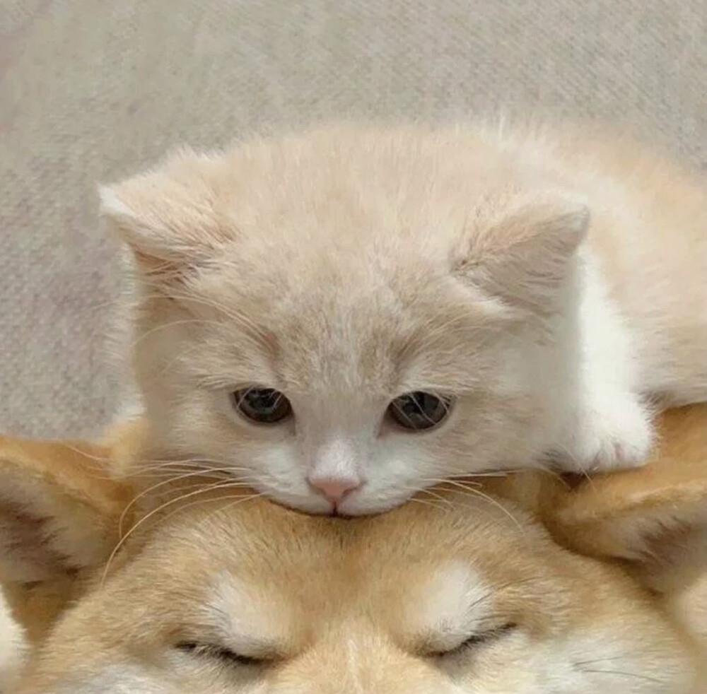 有没有什么可爱又略调皮的微信头像? - 知乎