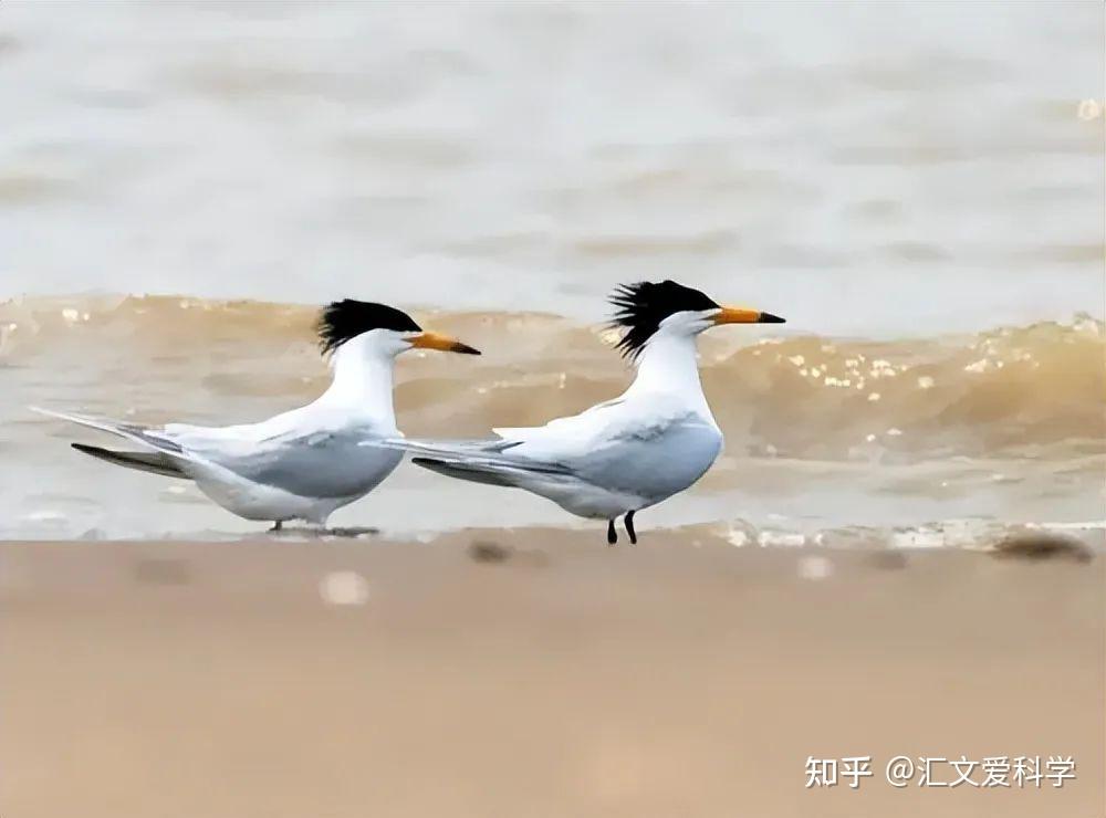 福建惊现神话之鸟!默默观察中华凤头燕鸥的繁殖奇迹 - 知乎