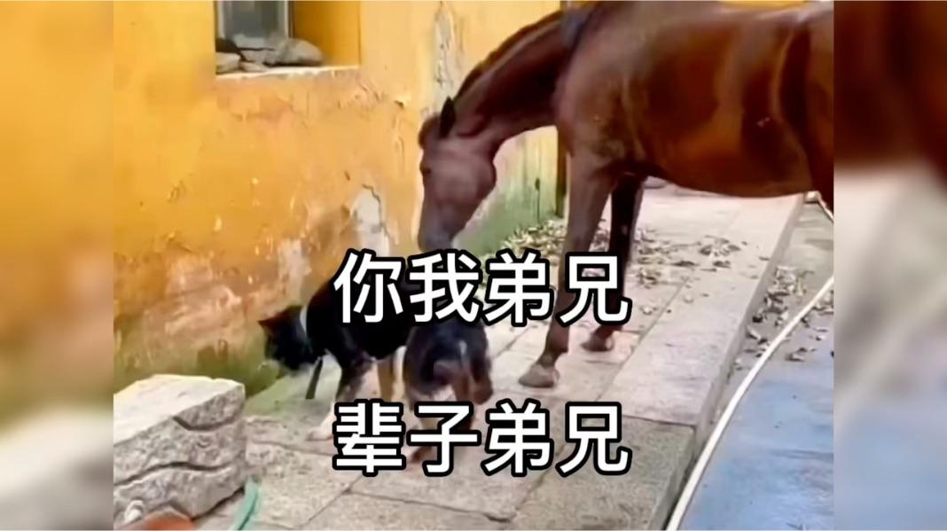 真的是你我弟兄辈子弟兄其他都是冒充呀