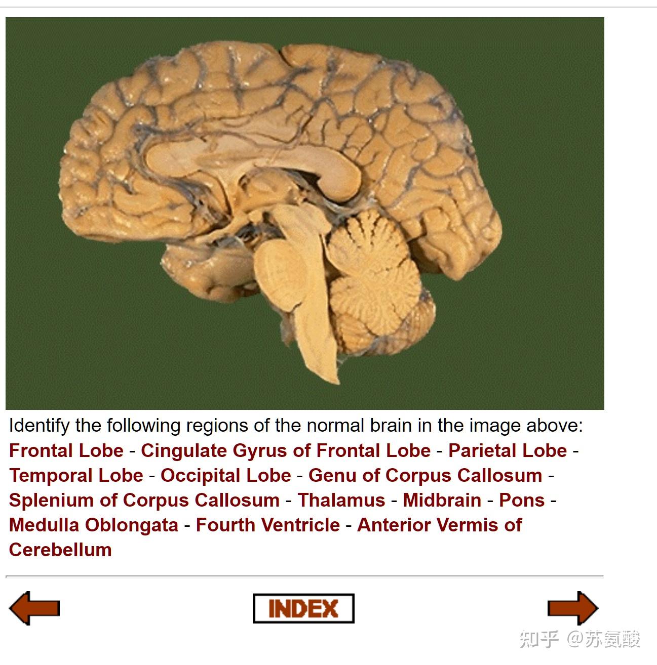 神经科学论文中那些脑区图是怎么画的呀，用Allen脑图谱吗？ - 知乎