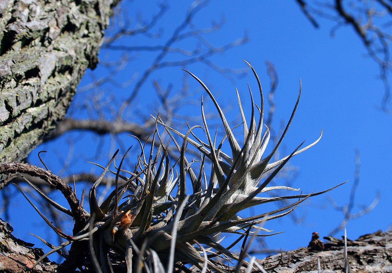 多肉真菌喷什么药好