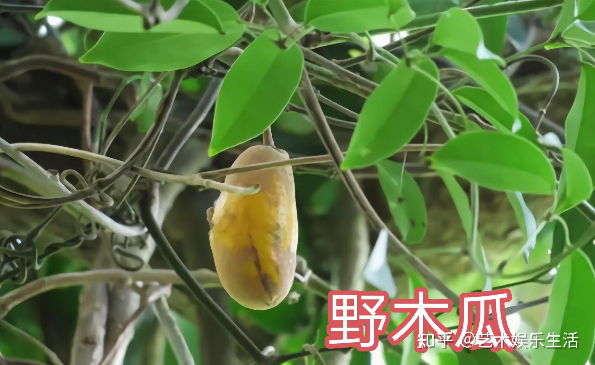 木通科的7种代表植物 - 知乎