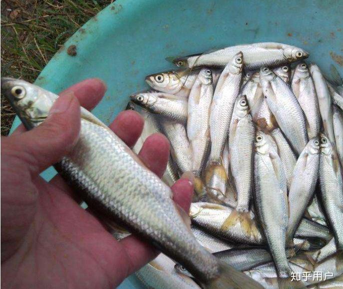 比白条的肚子宽的鱼是什么鱼? - 知乎