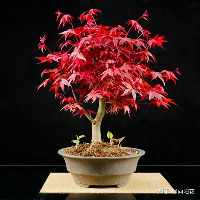 红舞姬红枫盆景应该怎么养? - 知乎