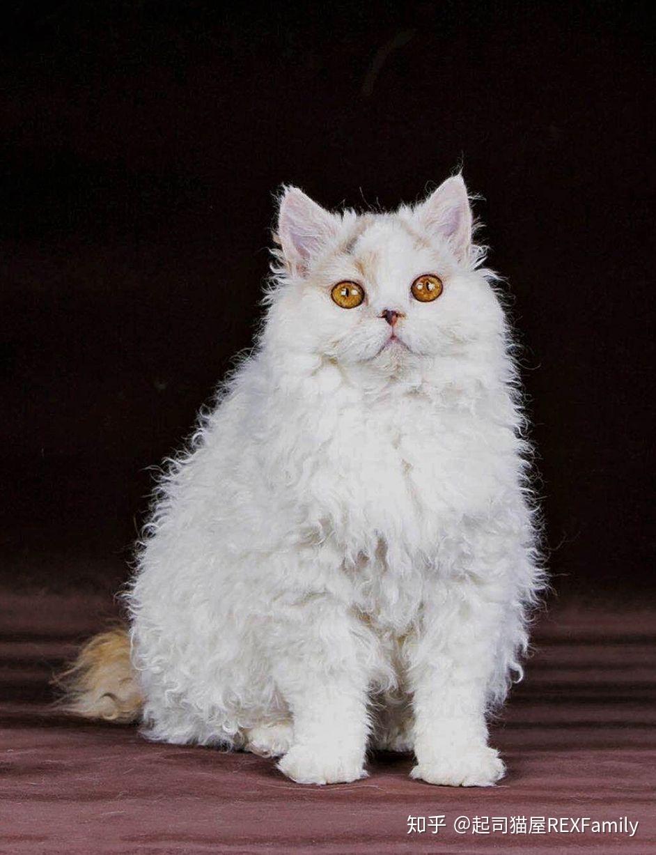 如何饲养塞尔凯克卷毛猫