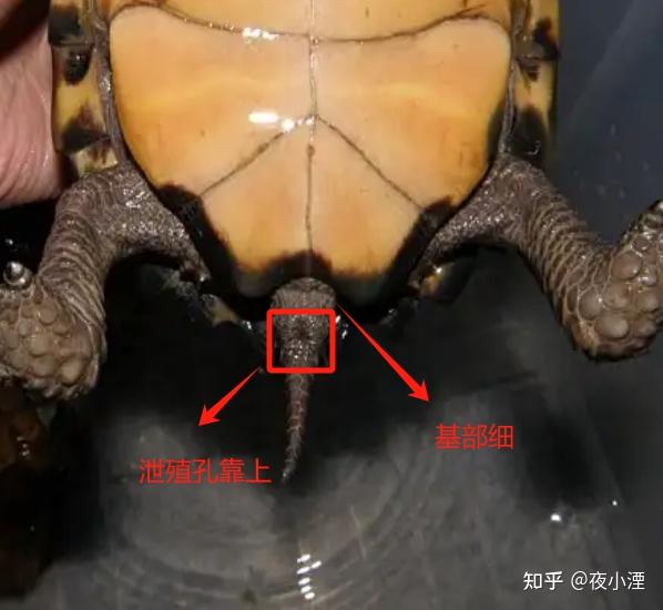 乌龟的性别是如何决定的? - 知乎